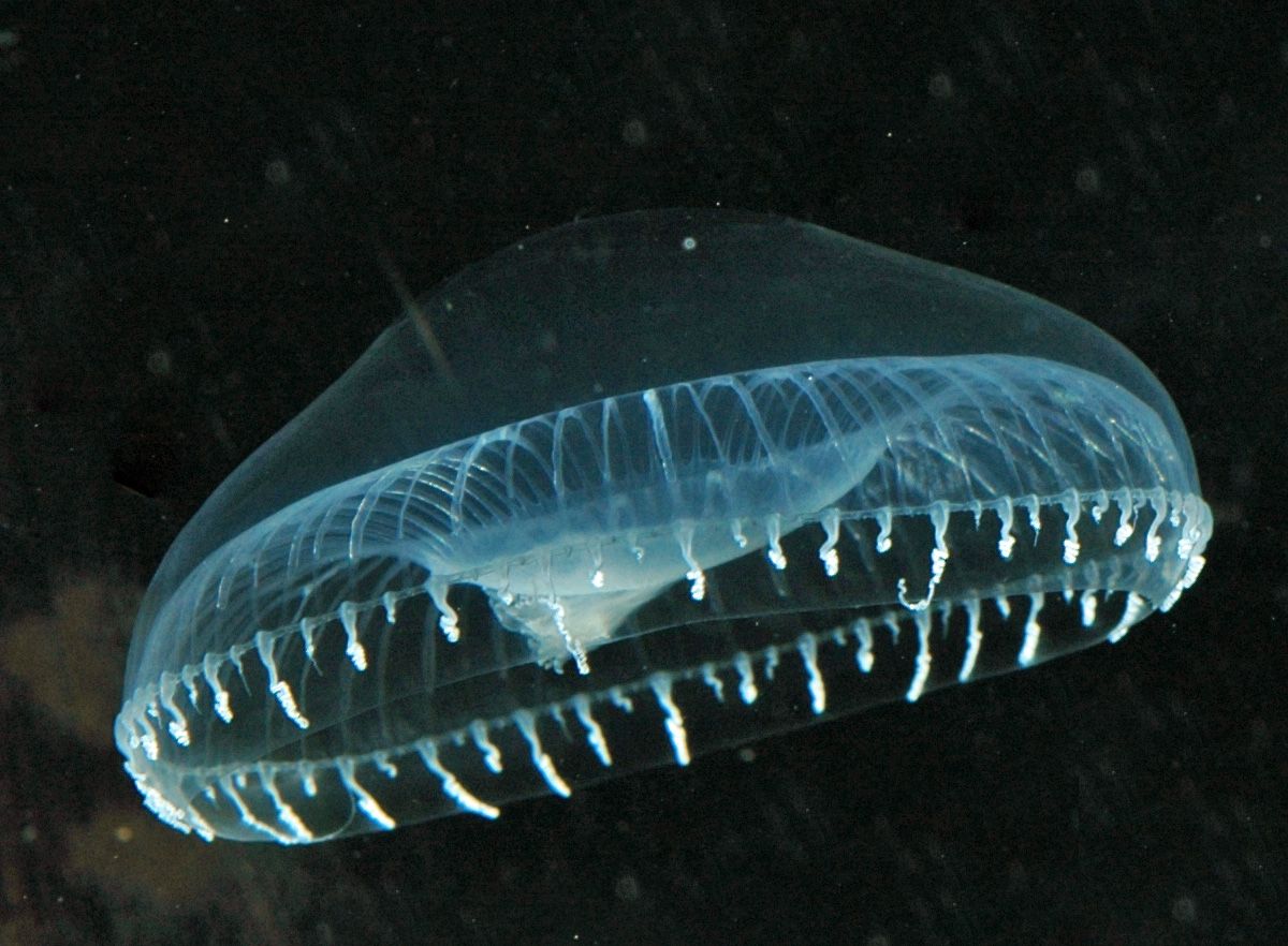 Aequorea victoria glowing jellyfish electricity
