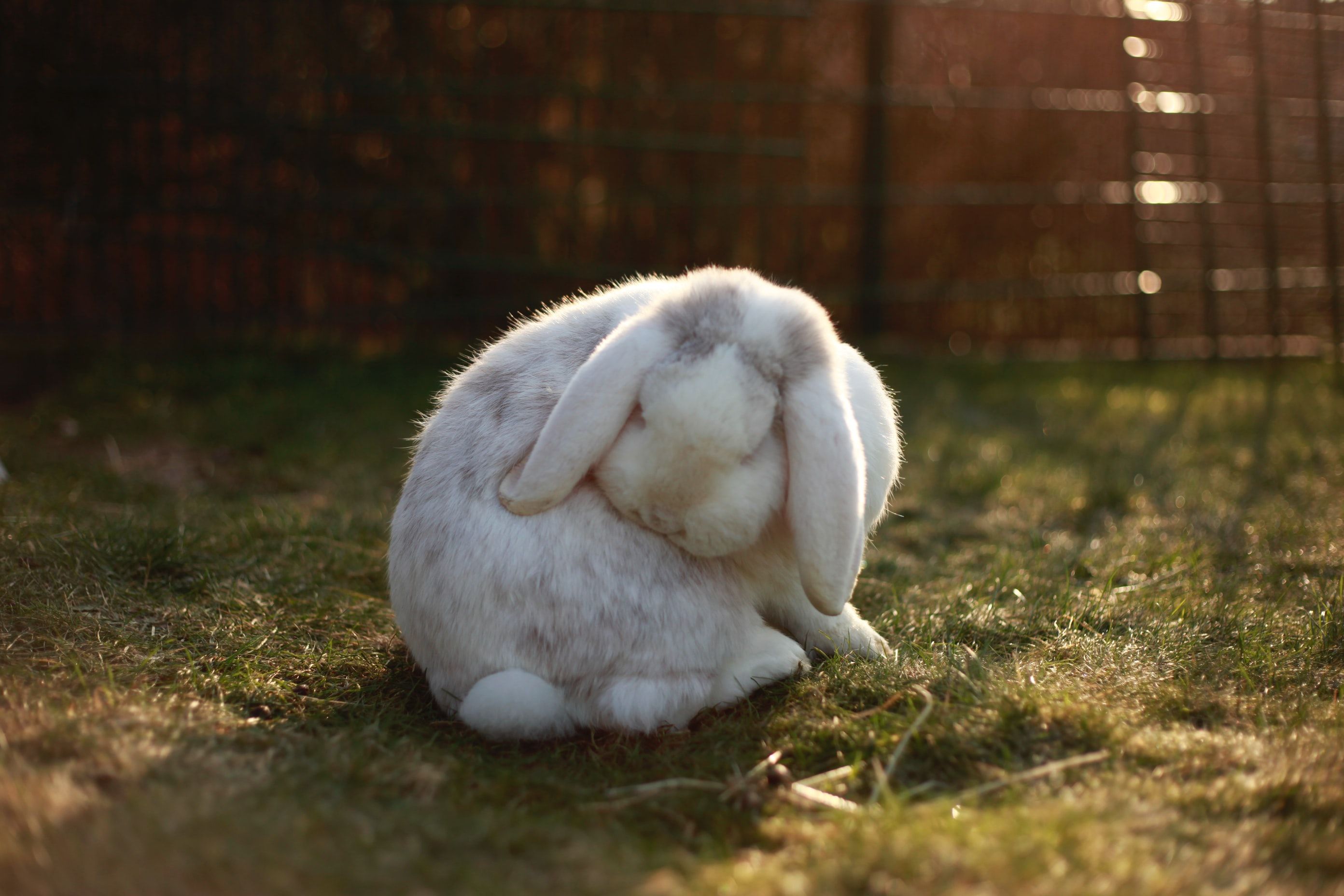 a gray and white bunny in a grassy field