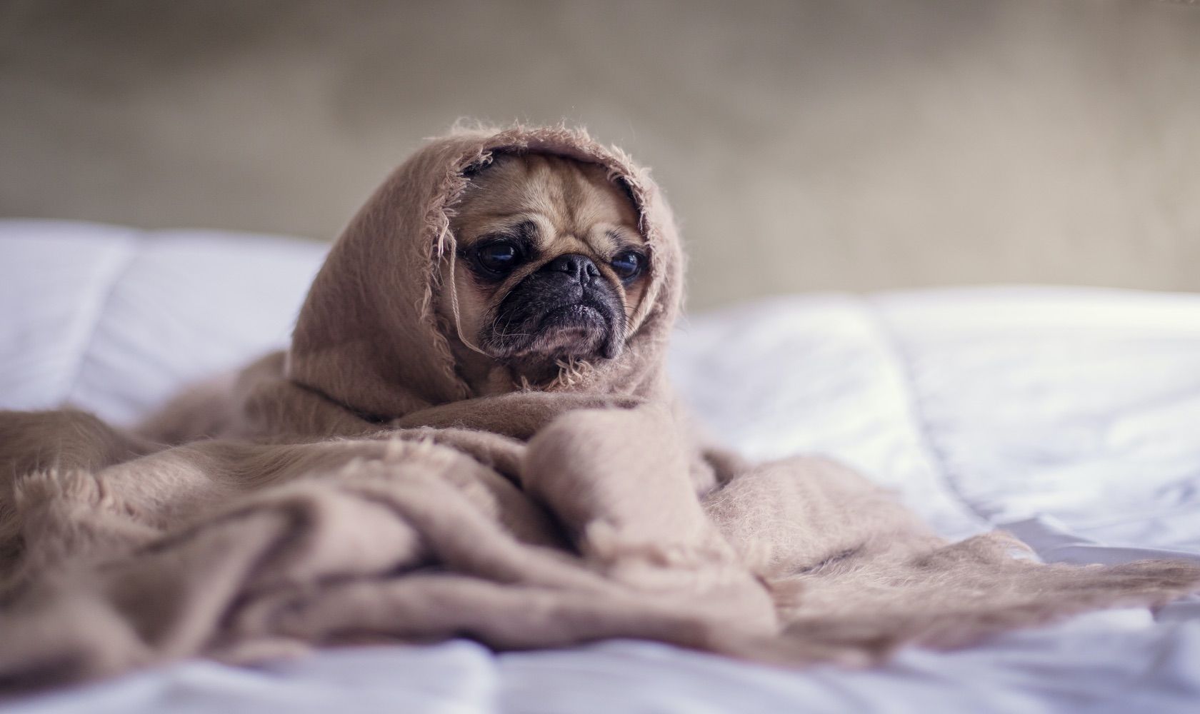 pug dog sitting in bed wrapped in blanket