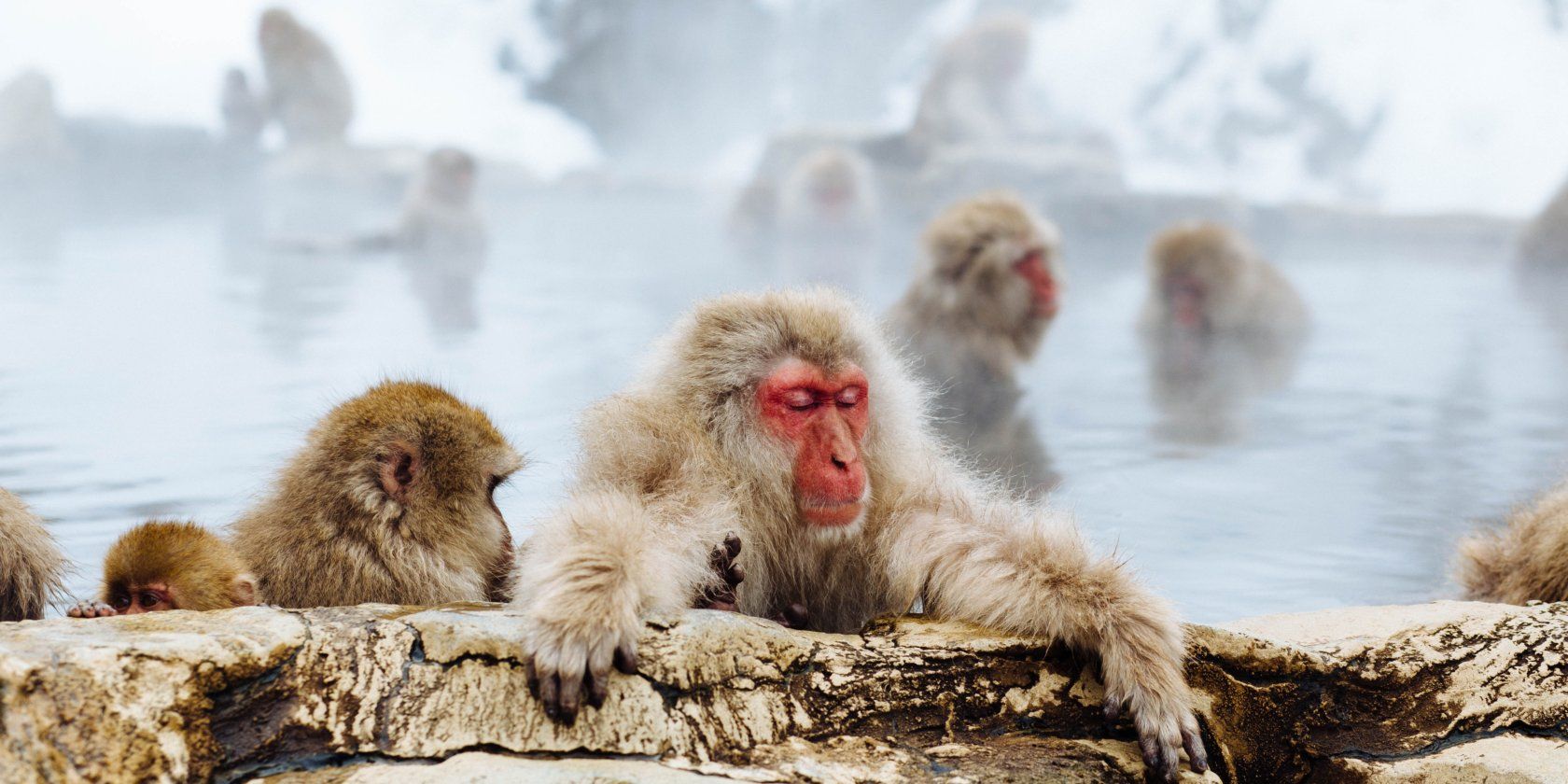 a family of Japanese macaque bathing in a hot spring