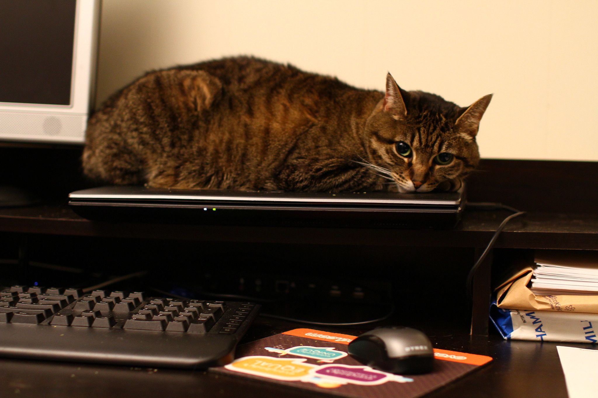 cat on hot laptop