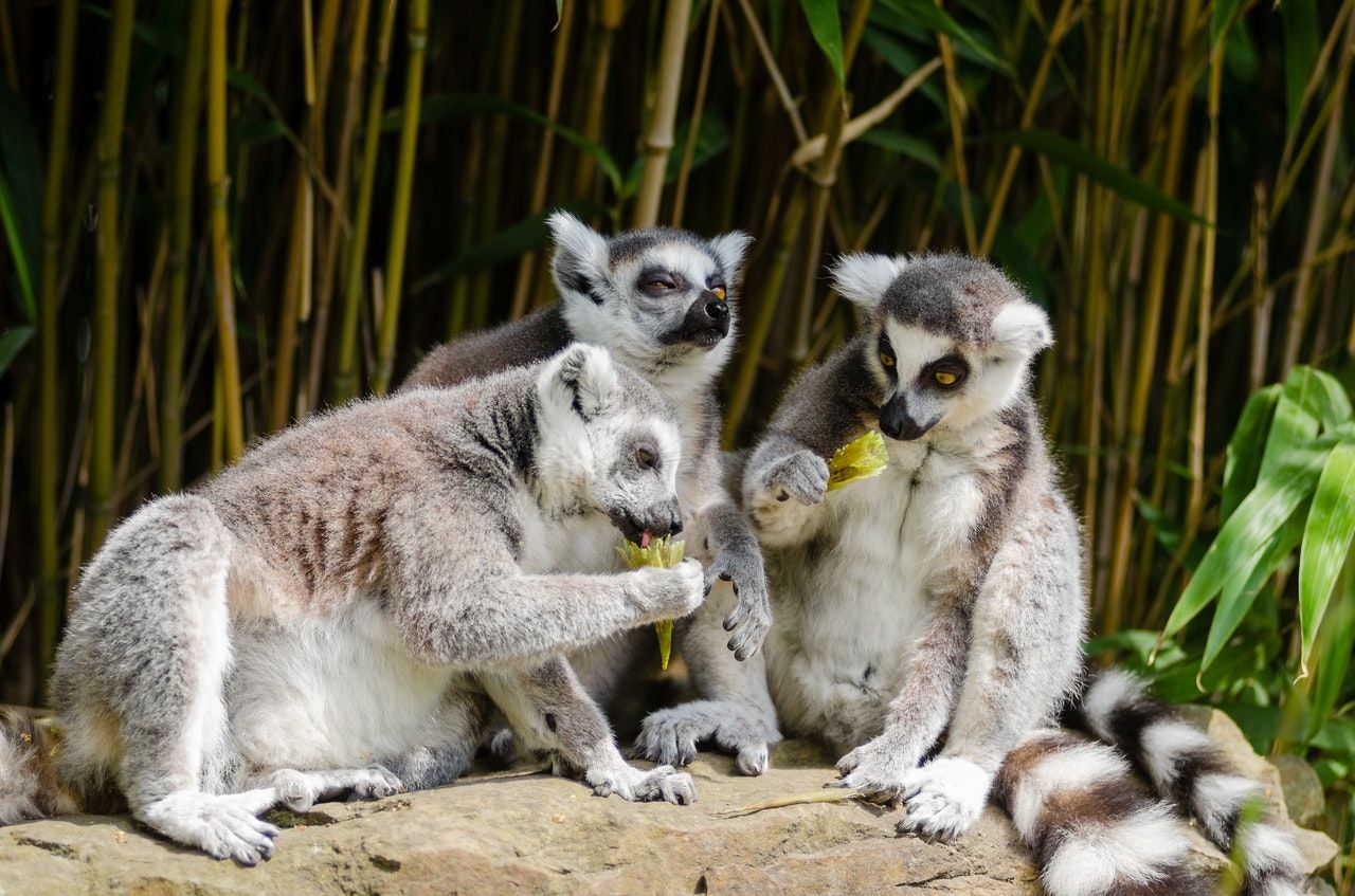 animals sitting lemurs
