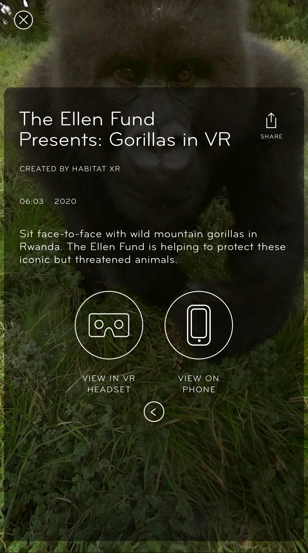 Within VR Info on Rwanda Gorillas Video