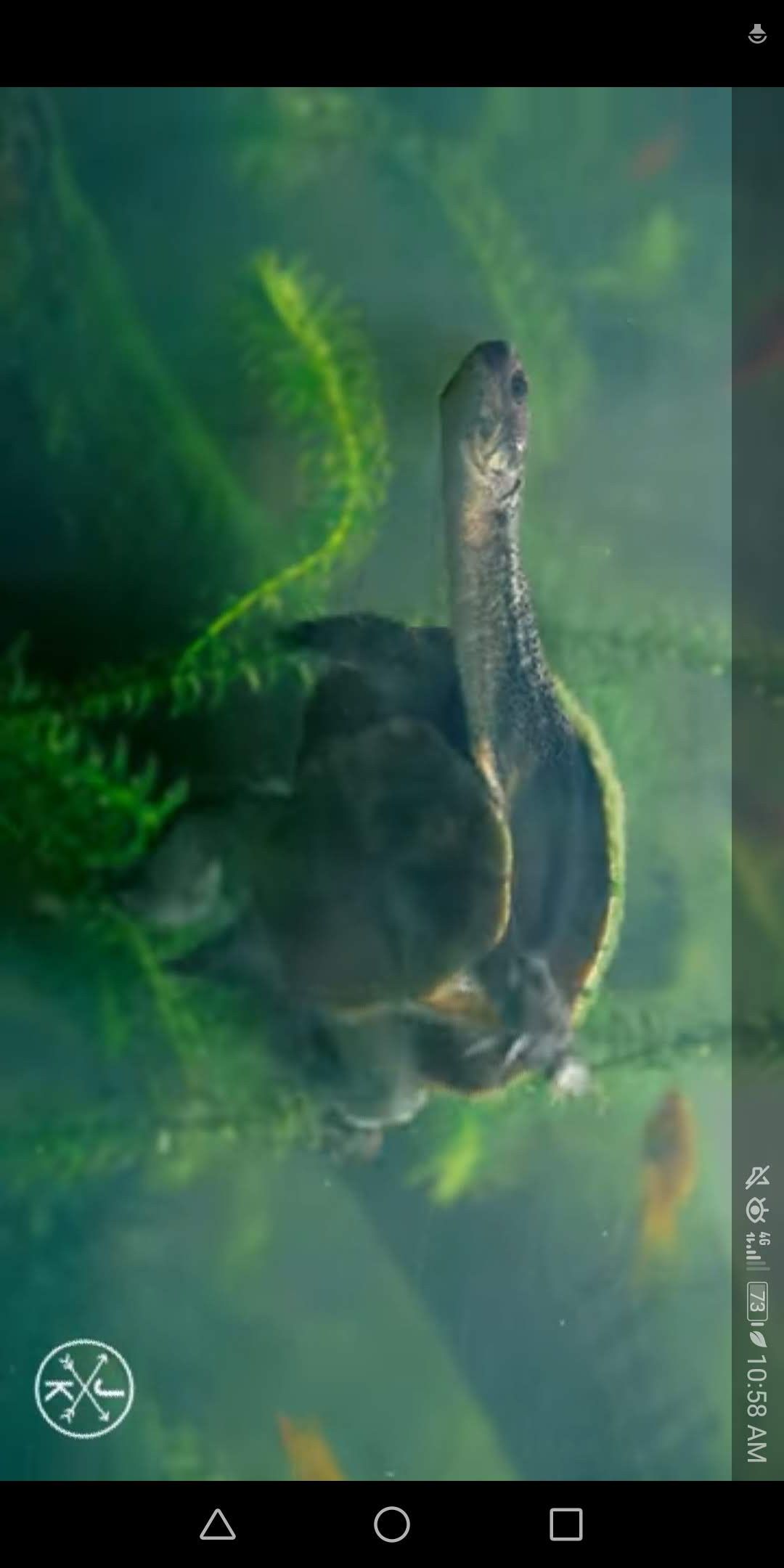 How to Watch YouTube in PictureinPicture Mode on Desktop and Mobile