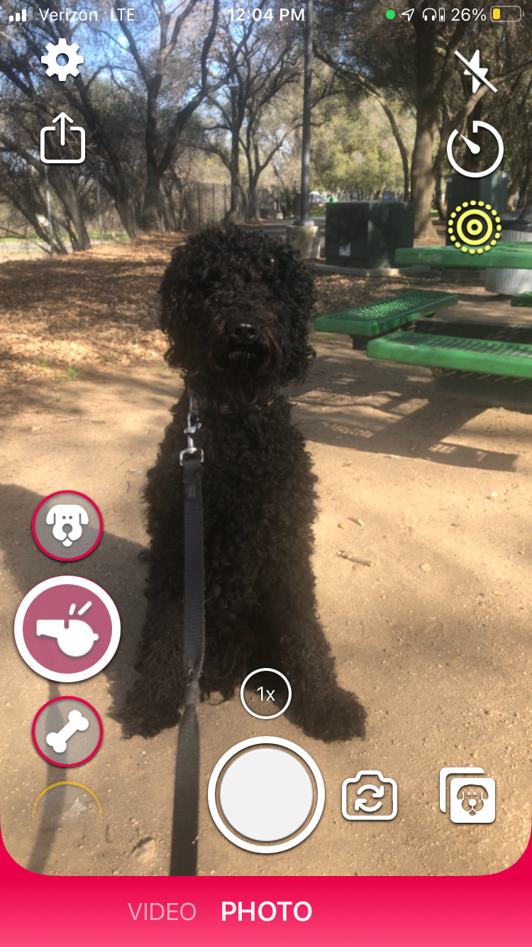A photo of a dog taken in the DogCam app