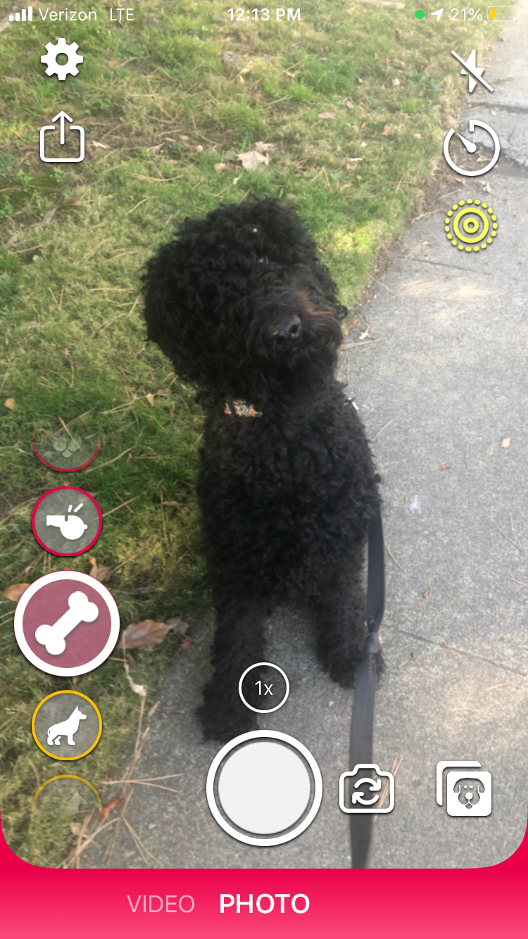 Photo of a dog posing in DogCam