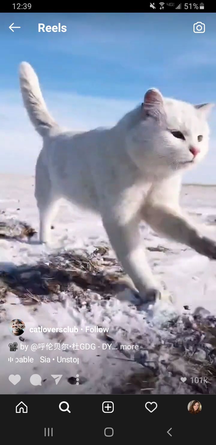 Instagram Reels cat running