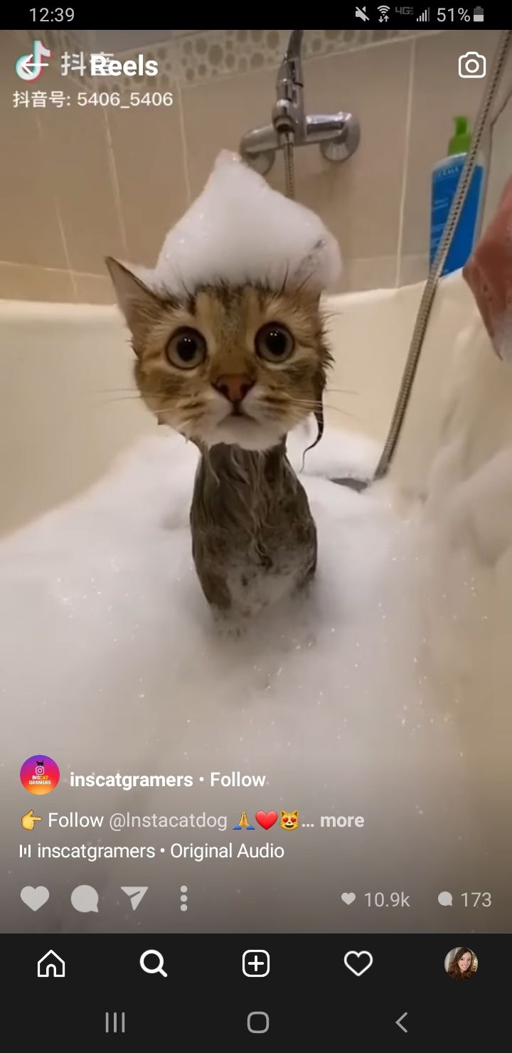Instagram Reels cat bath