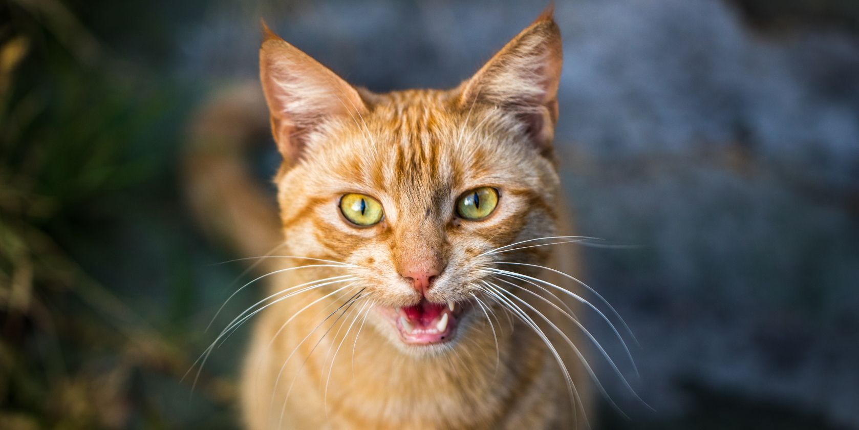 image of a meowing cat from Unsplash