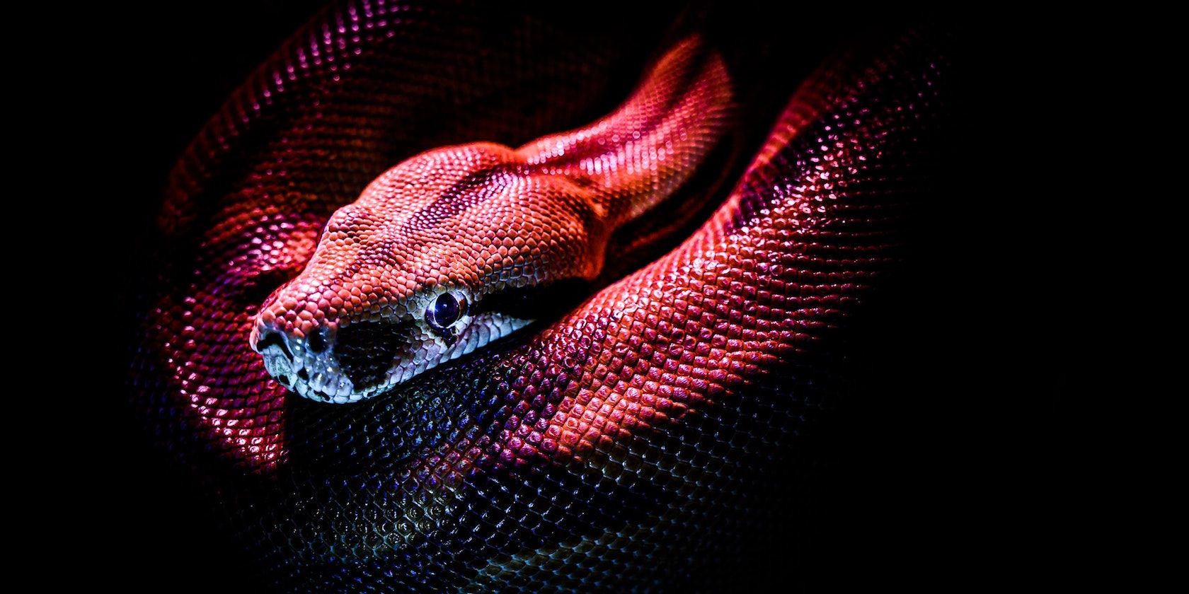 red blue neon python