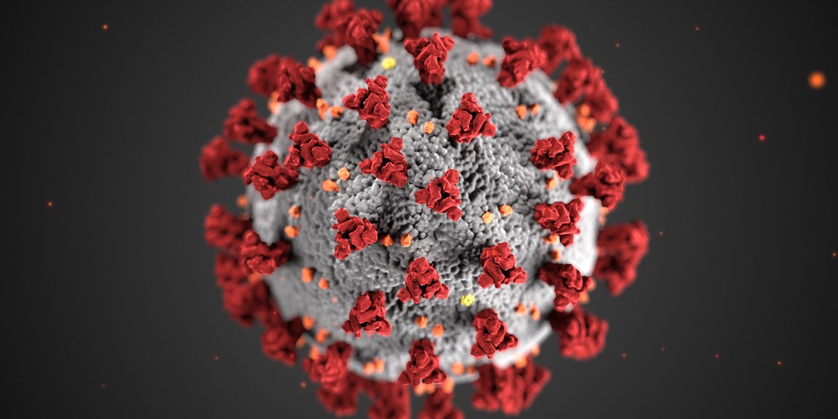 Coronavirus, as observed under a microscope