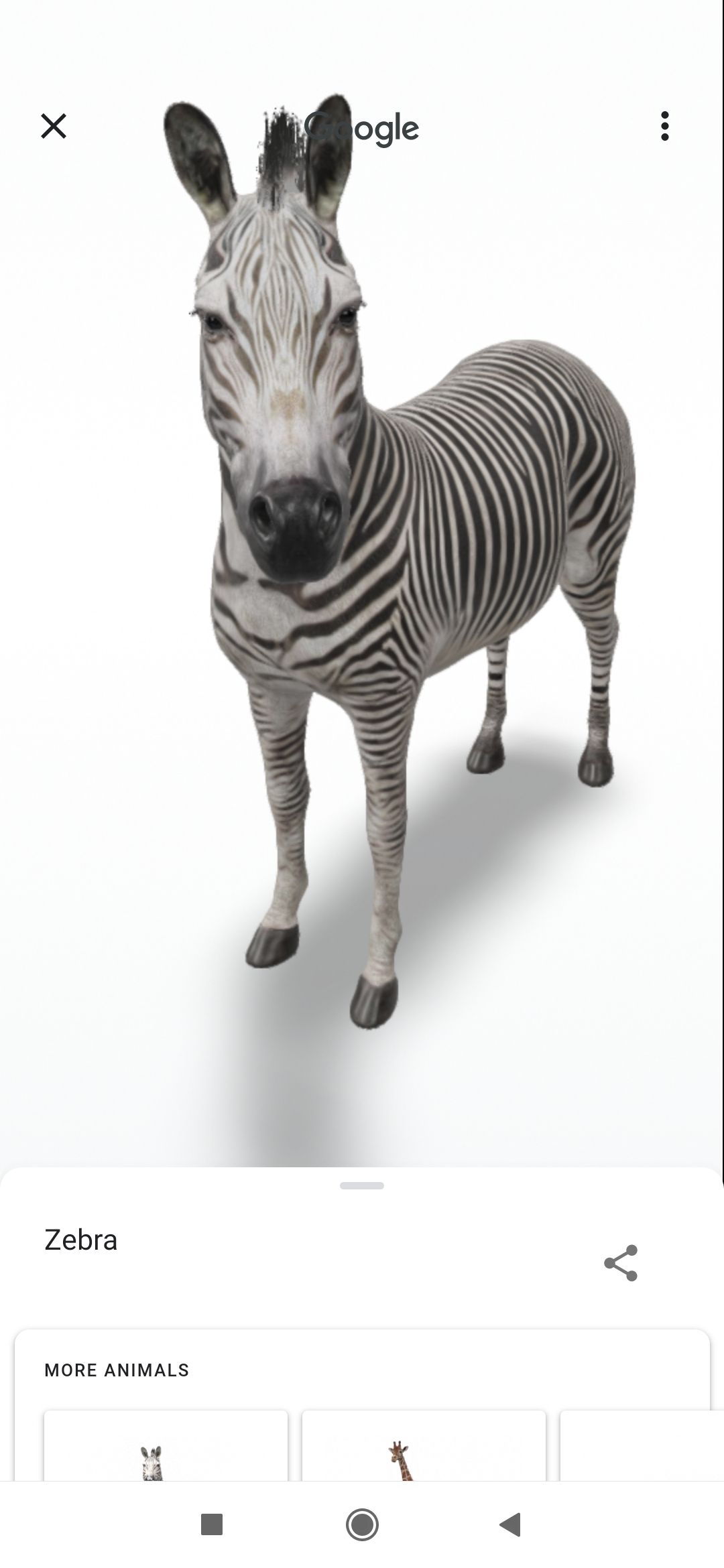 Google 3D animals zebra
