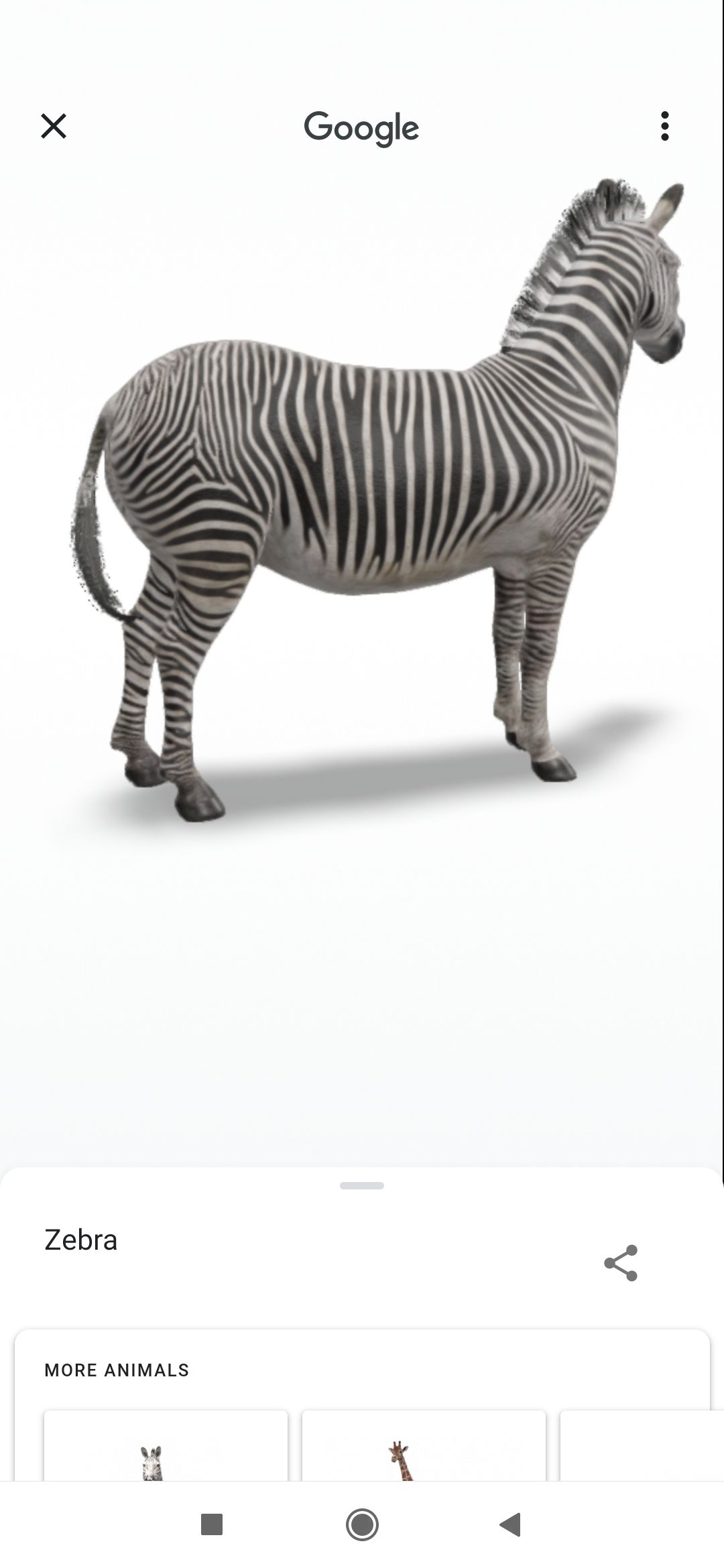 Google 3D animals zebra