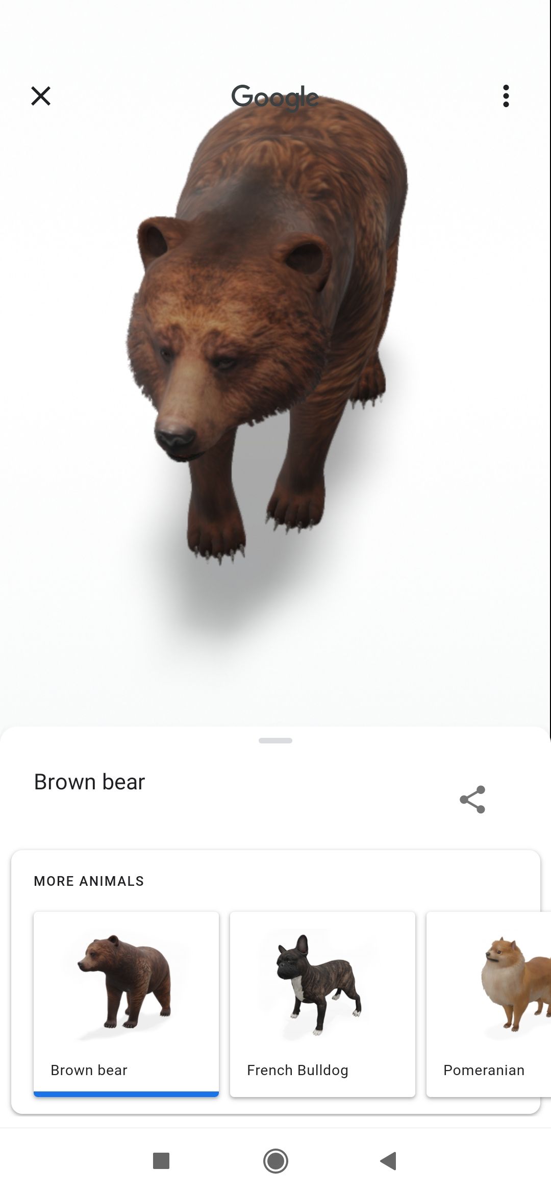 bear in 3d in google animals