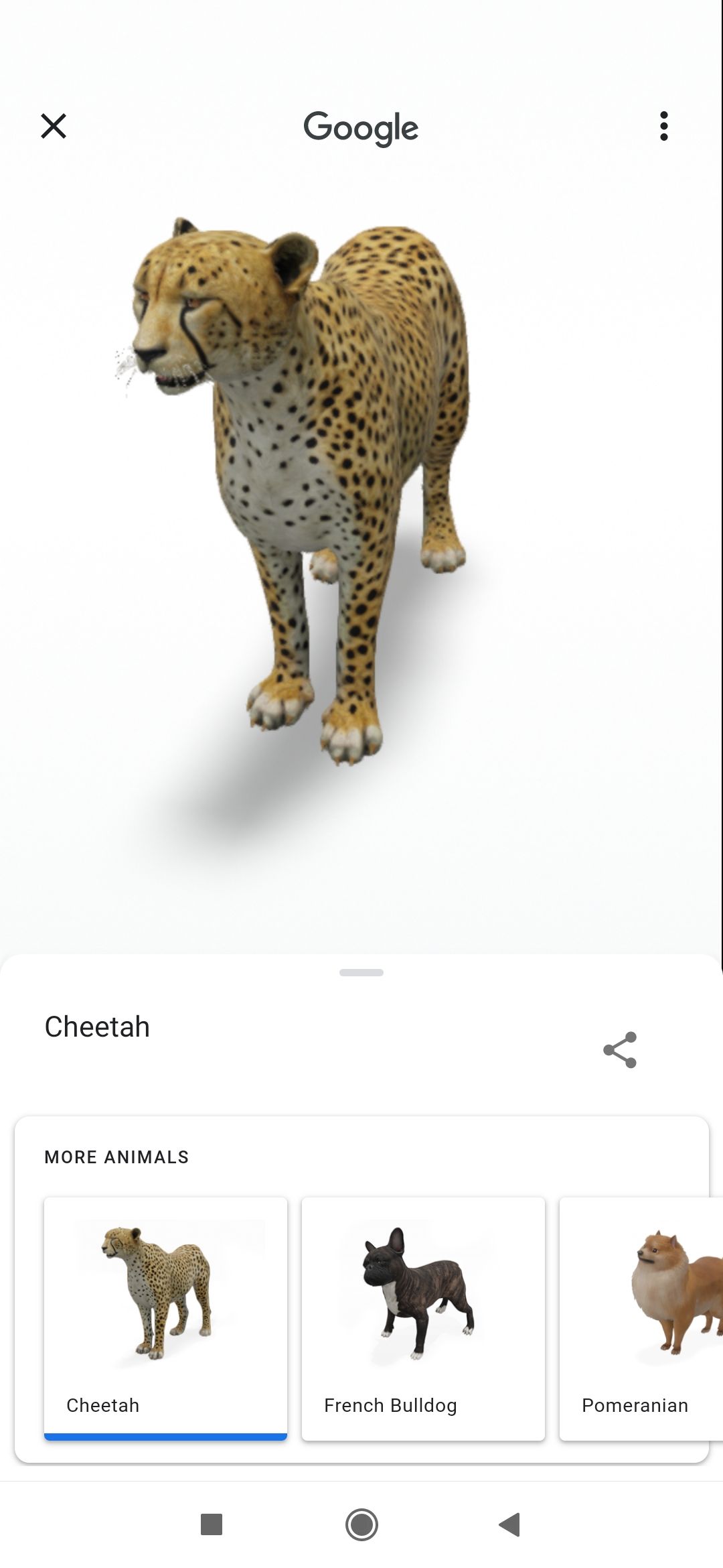 cheetah in 3D in Google Animals