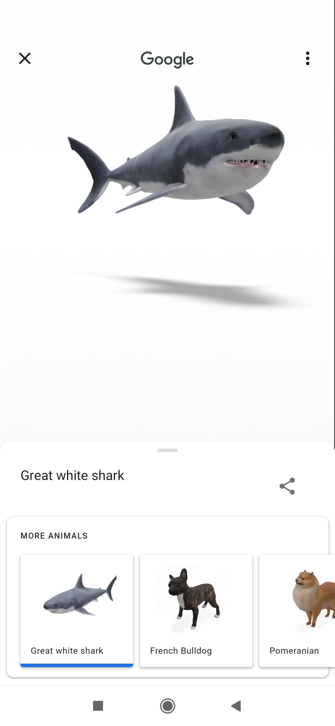 shark in 3d in google animals