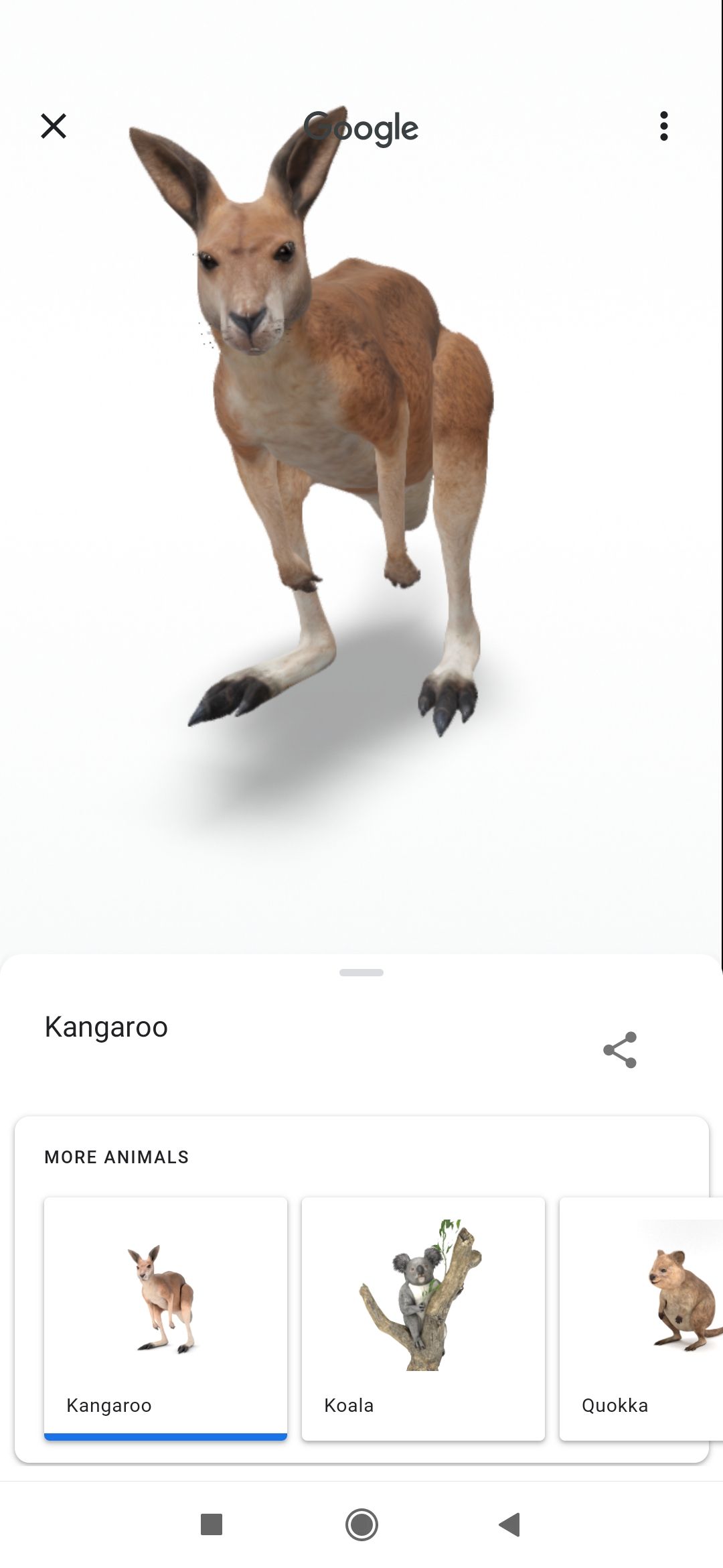 google 3d animals kangaroo