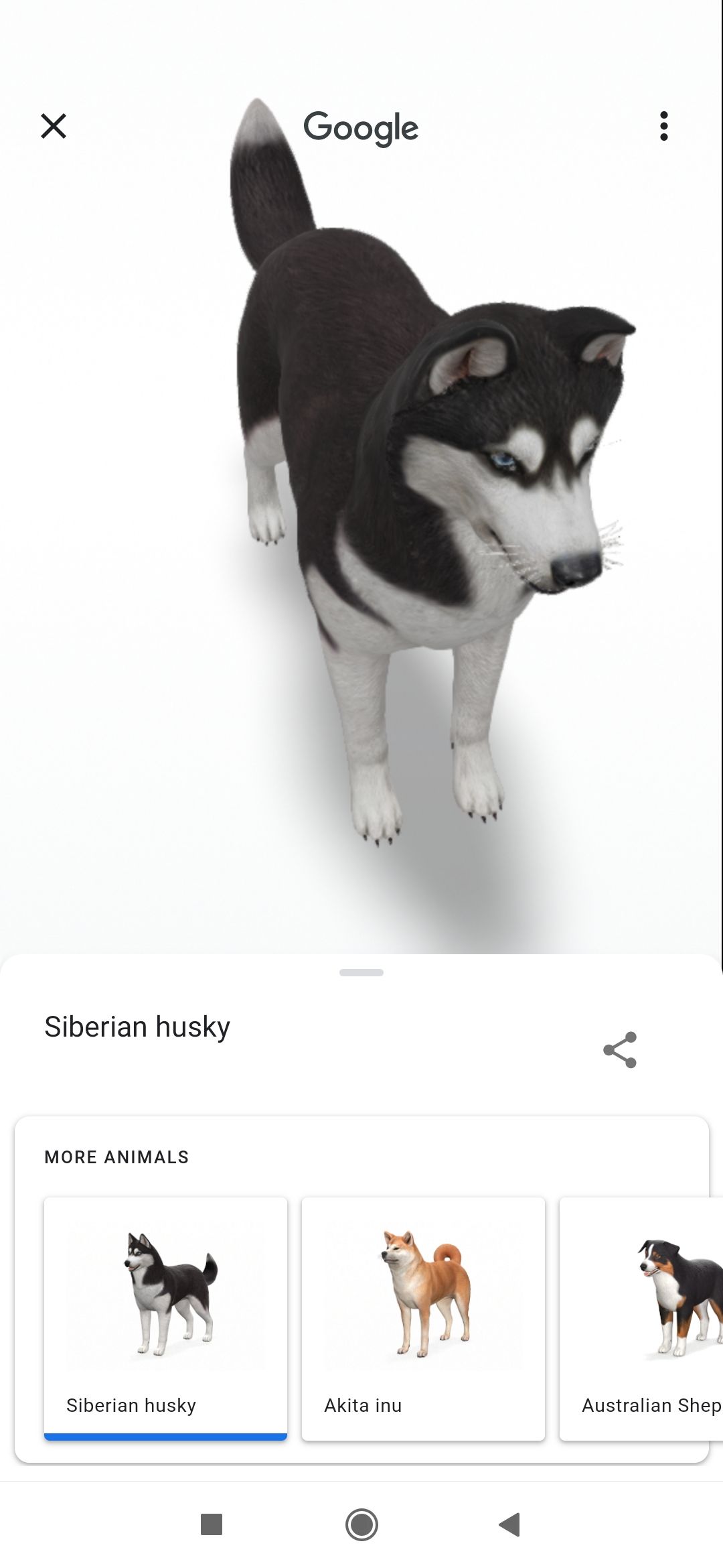 google 3d animals husky