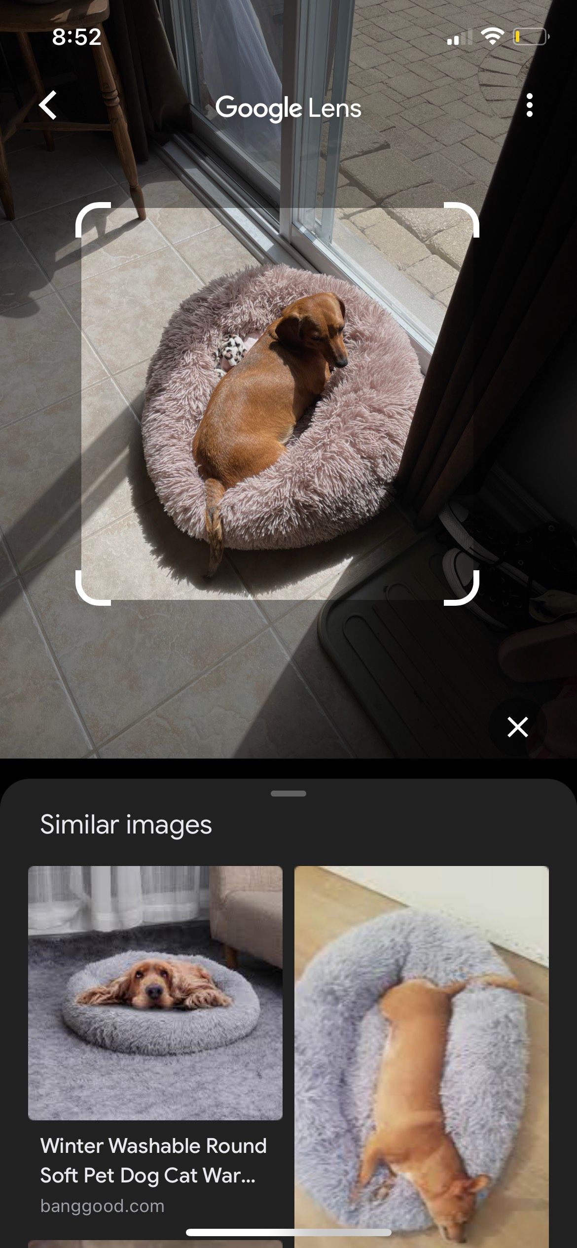 Google Lense Weiner Dog Lense