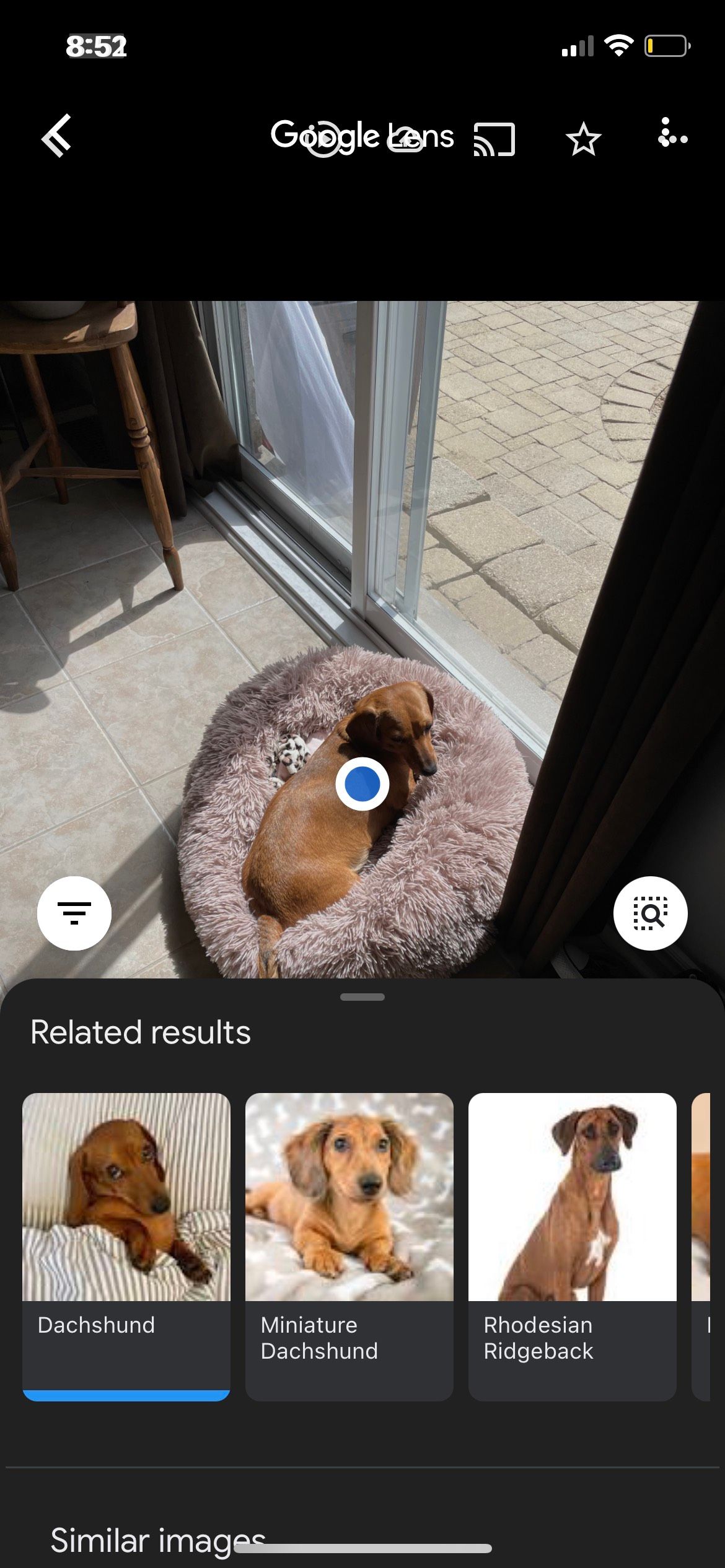 Weinder Dog On Soft Bed Precision Google Lense