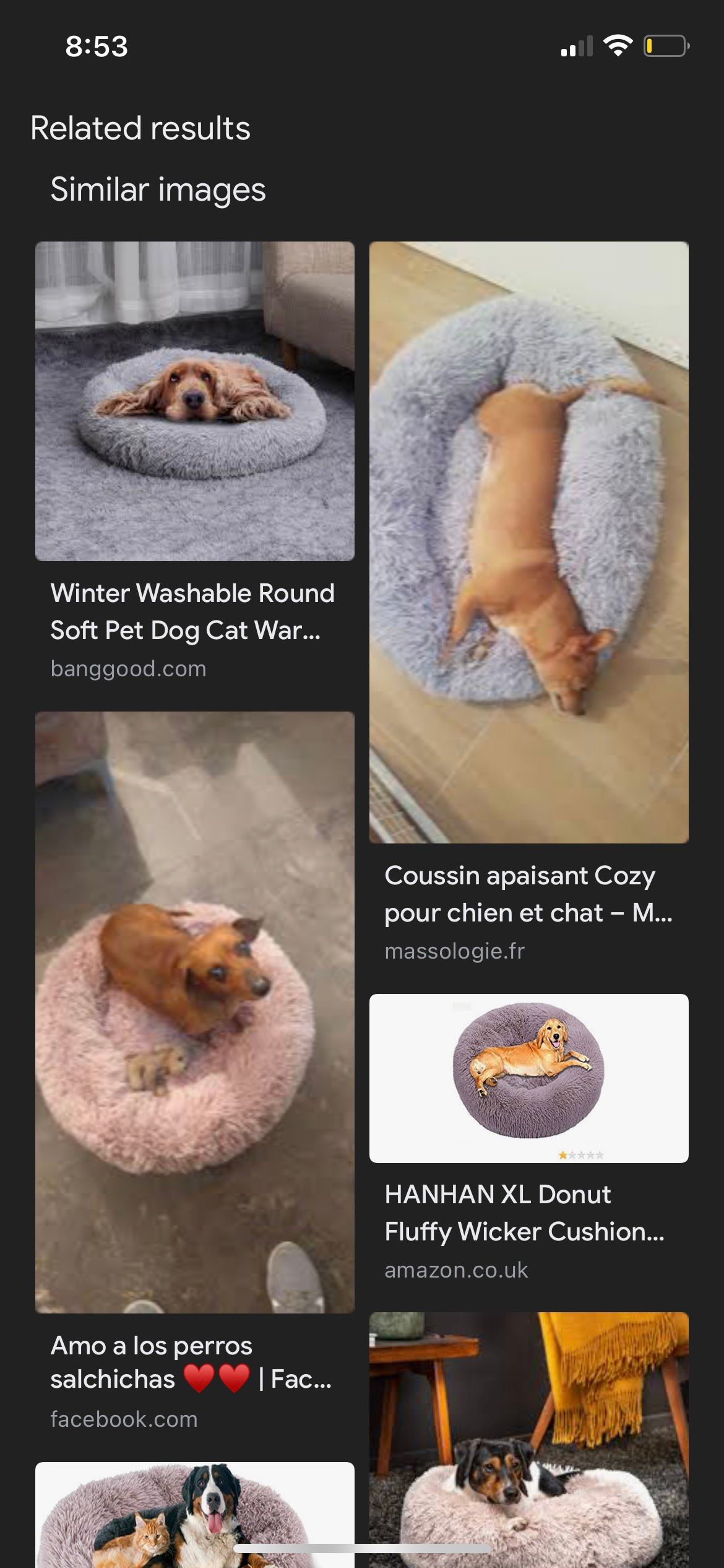 Google Lense Dog on bed Search Results