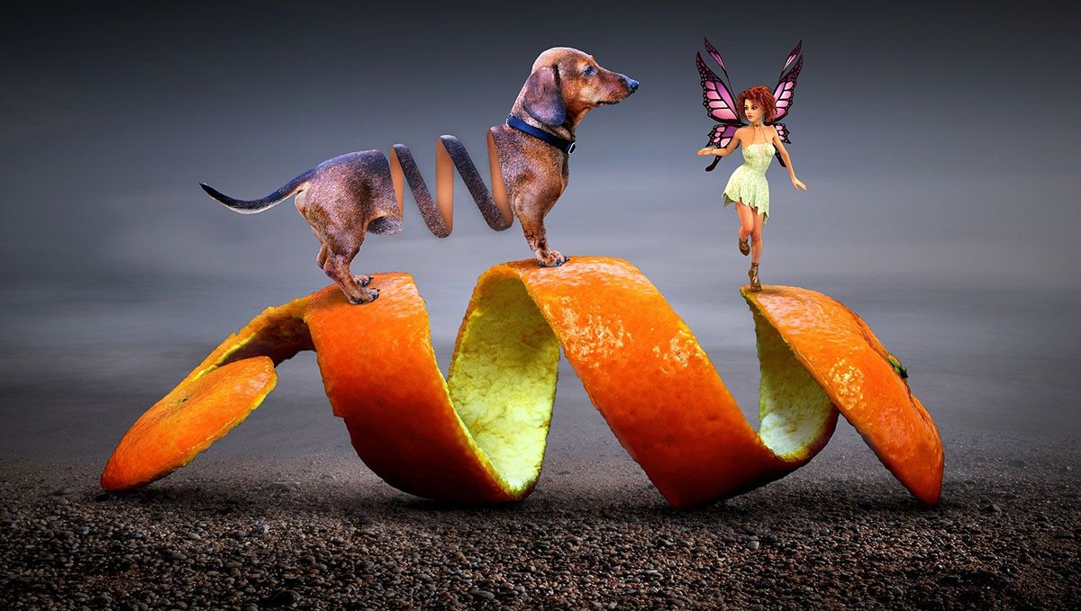 Tiny dog and fairy photoshopped on top of orange peel