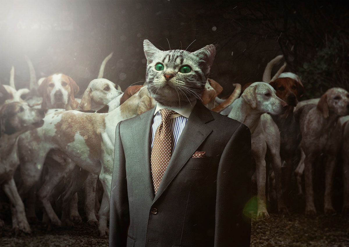 cat head photoshopped on business suit