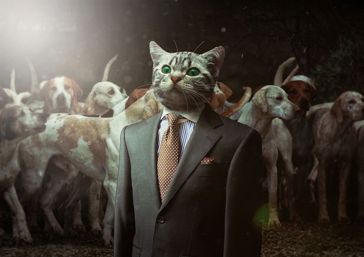 23 lustige Photoshop-Ideen, an die Sie vielleicht nicht gedacht haben - cat head photoshopped on business suit