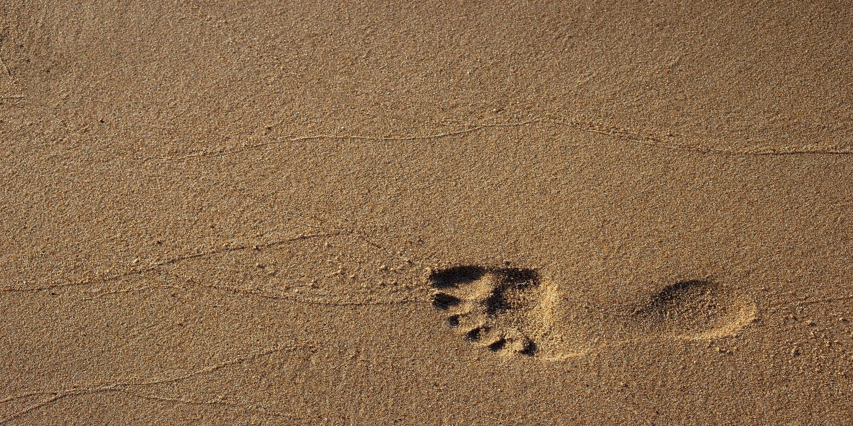 footprint