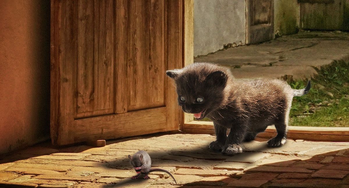 photoshopped image of cat looking at mouse