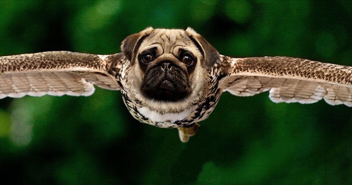 pug bird hybrid photoshopped image