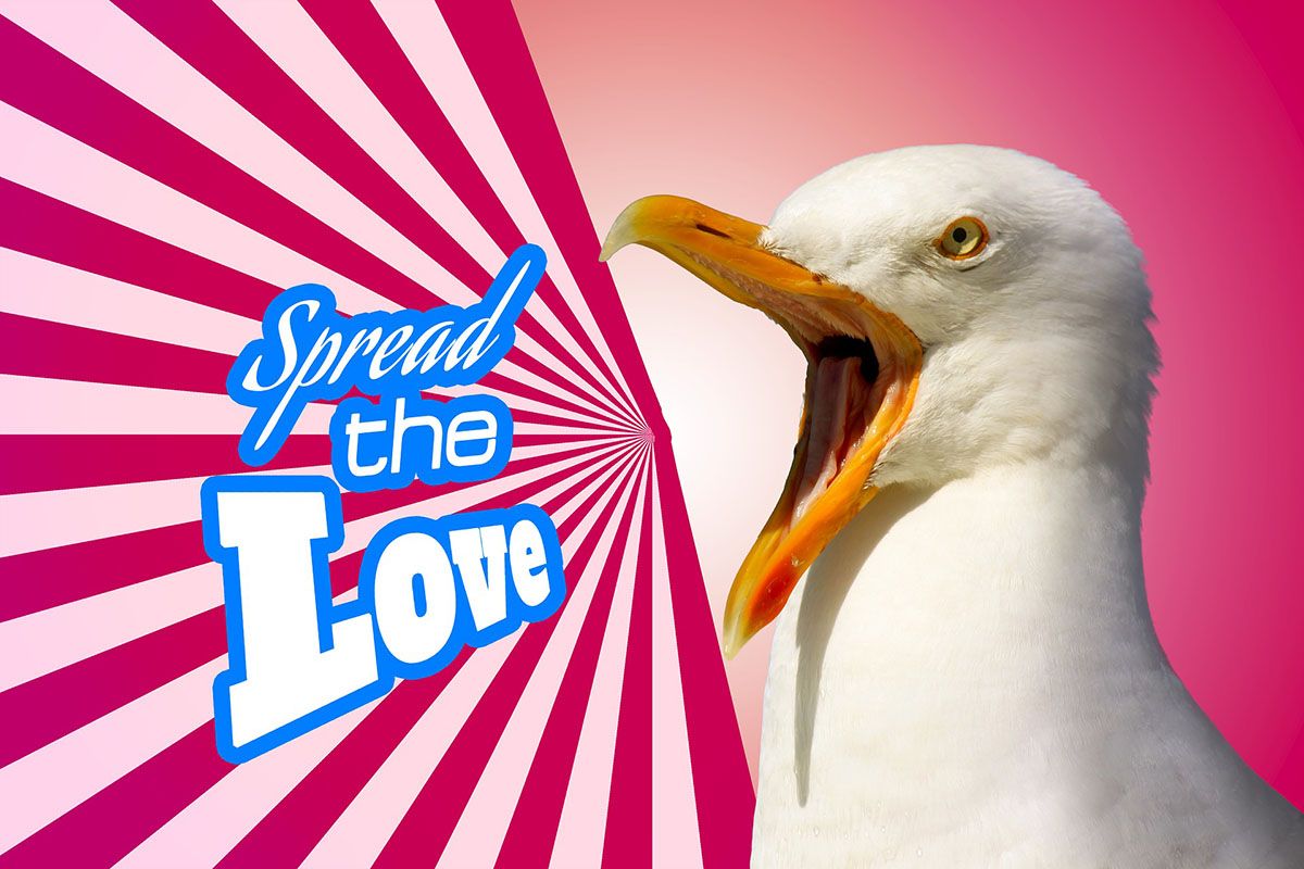 seagull meme with message