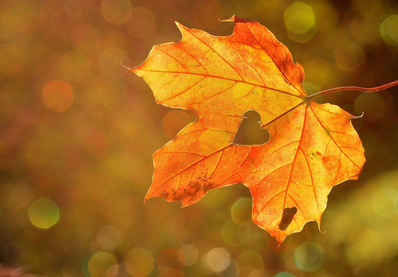 Autumn leaf showing depth of field