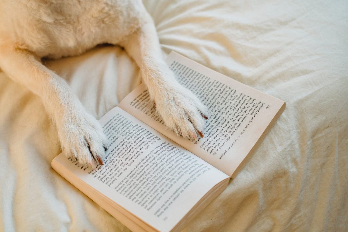 Dog and book