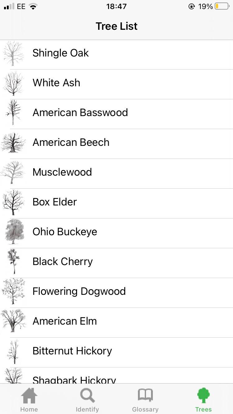 The 5 Best Apps For Identifying Trees