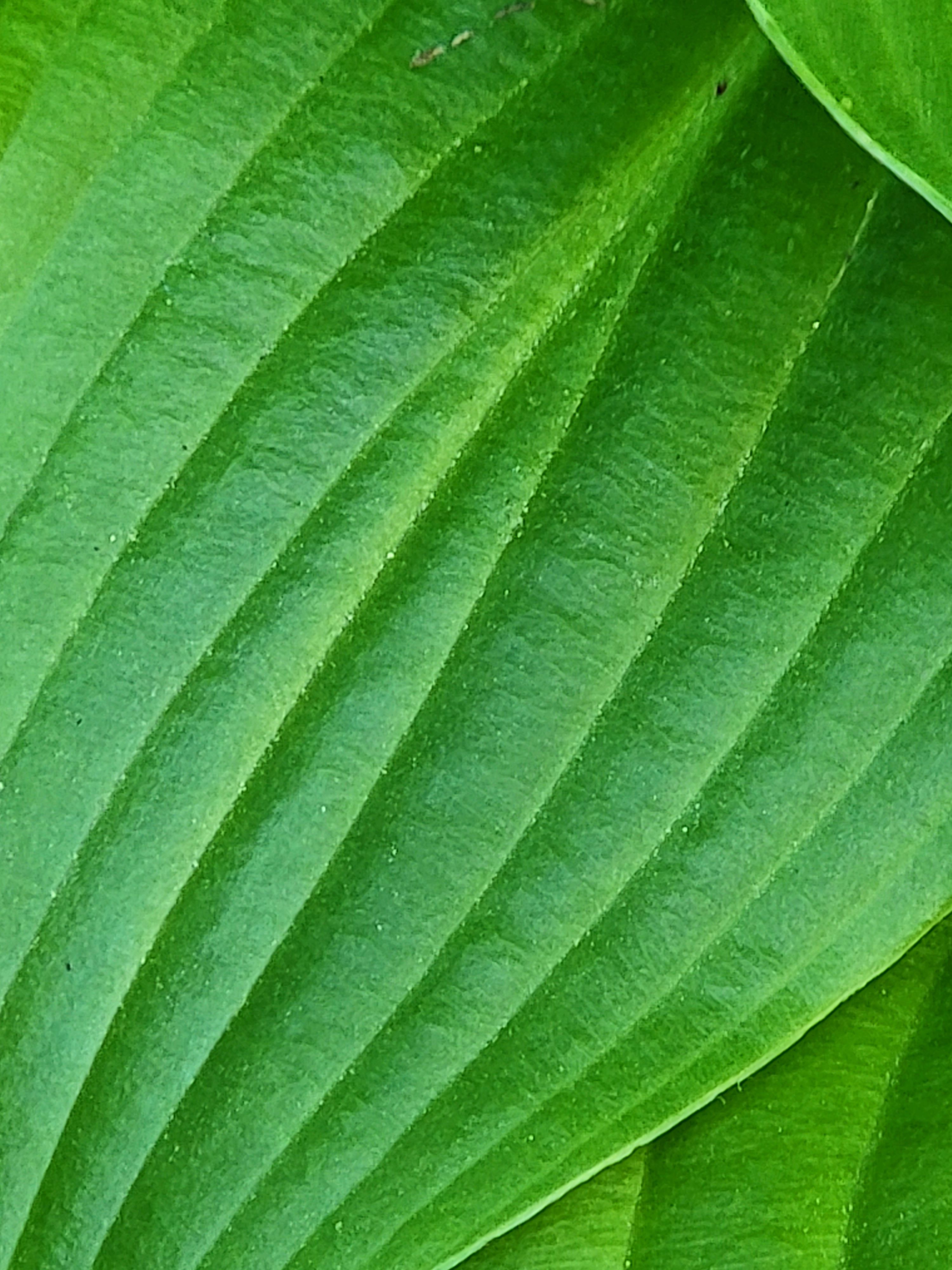 picture of a green plant using telephoto 2 lens camera
