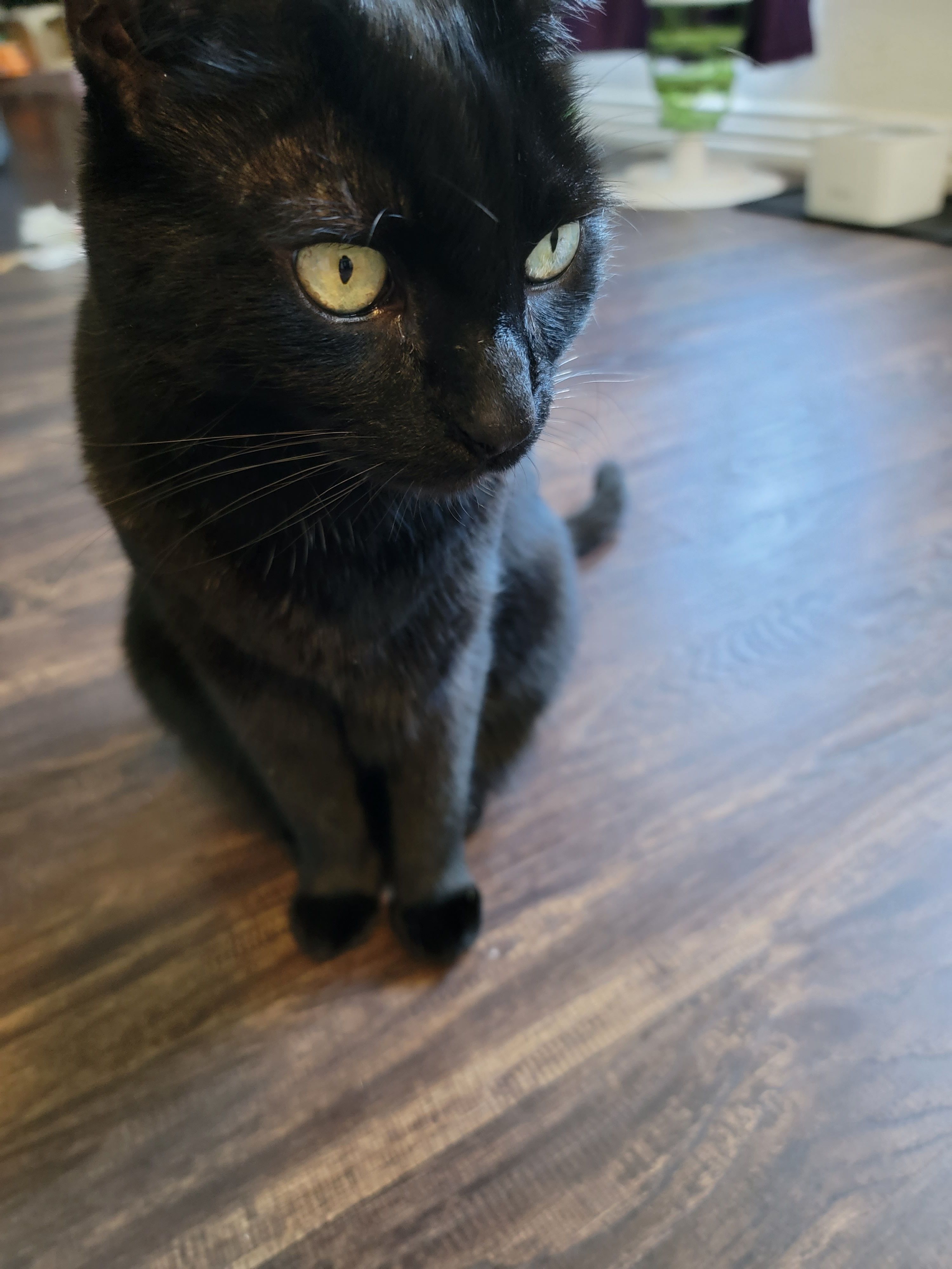 picture of black cat using rear wide primary s21 ultra camera
