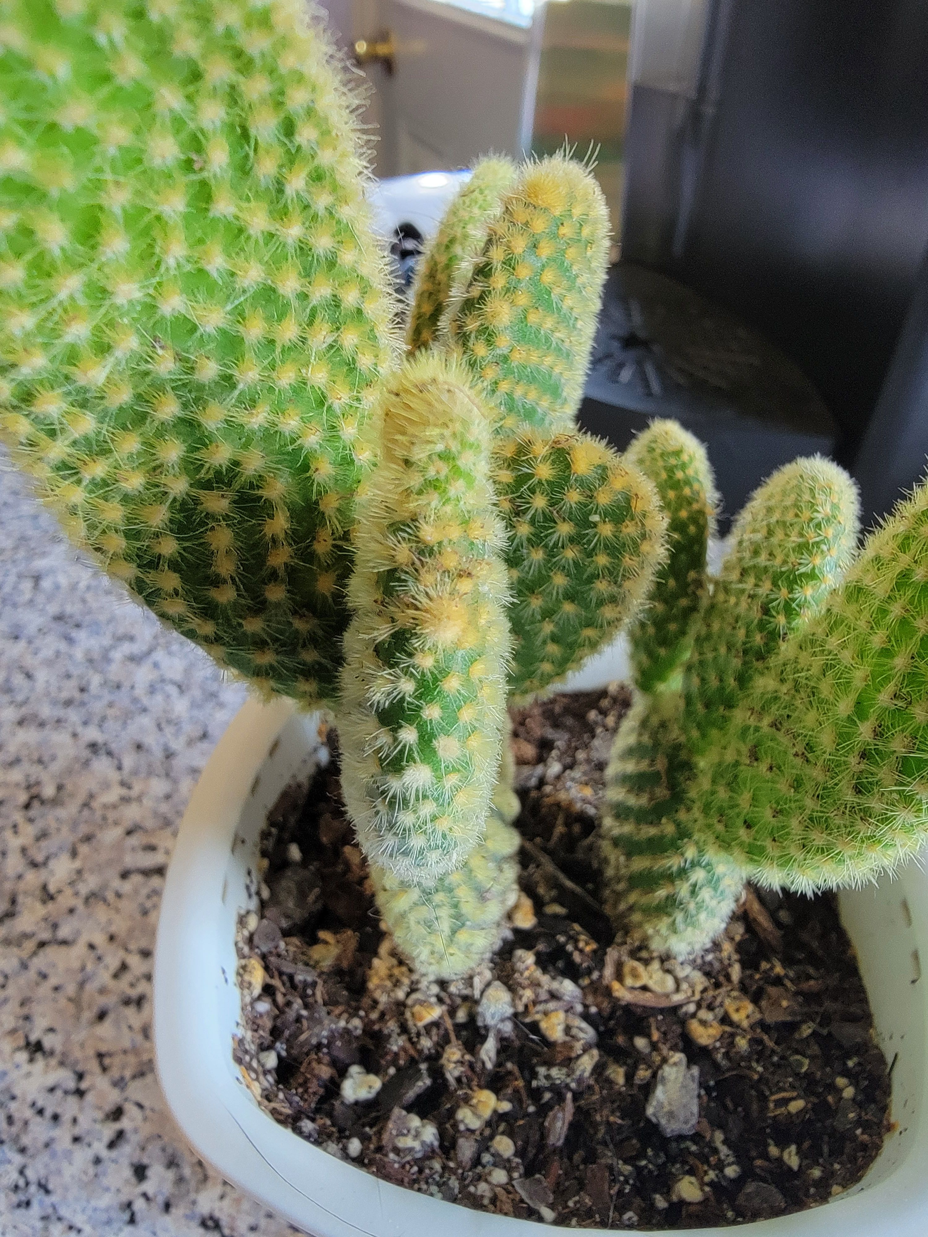 picture of small cactus using rear wide primary camera on s21 ultra