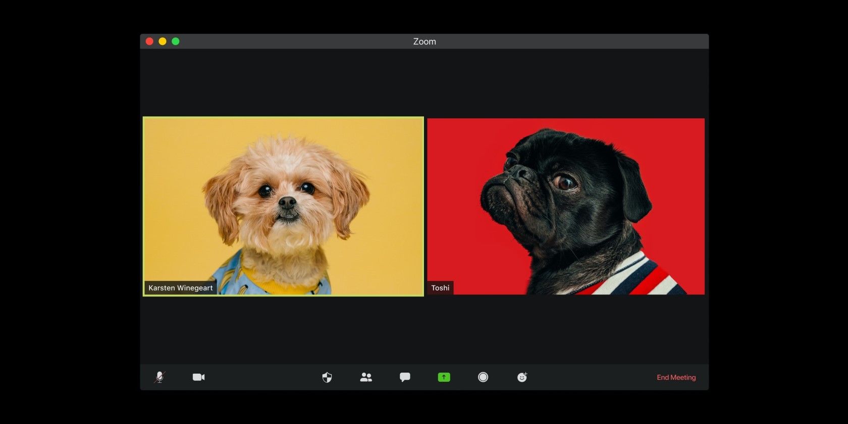 Zoom meeting with dogs