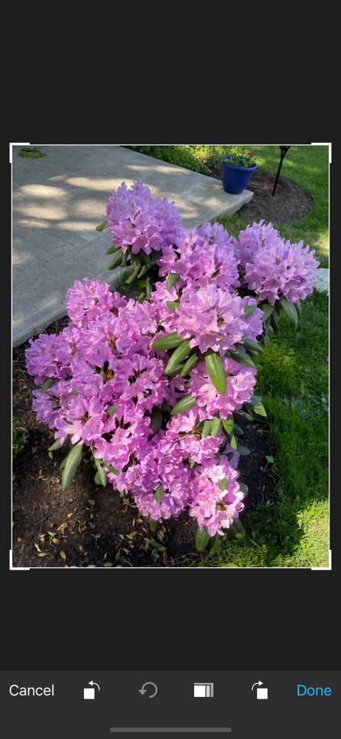 6 برنامه رایگان برای تبدیل عکس به آثار هنری و نقاشی 15 Instatoon Unedited.jpg?q=50&fit=crop&w=480&dpr=1 -
