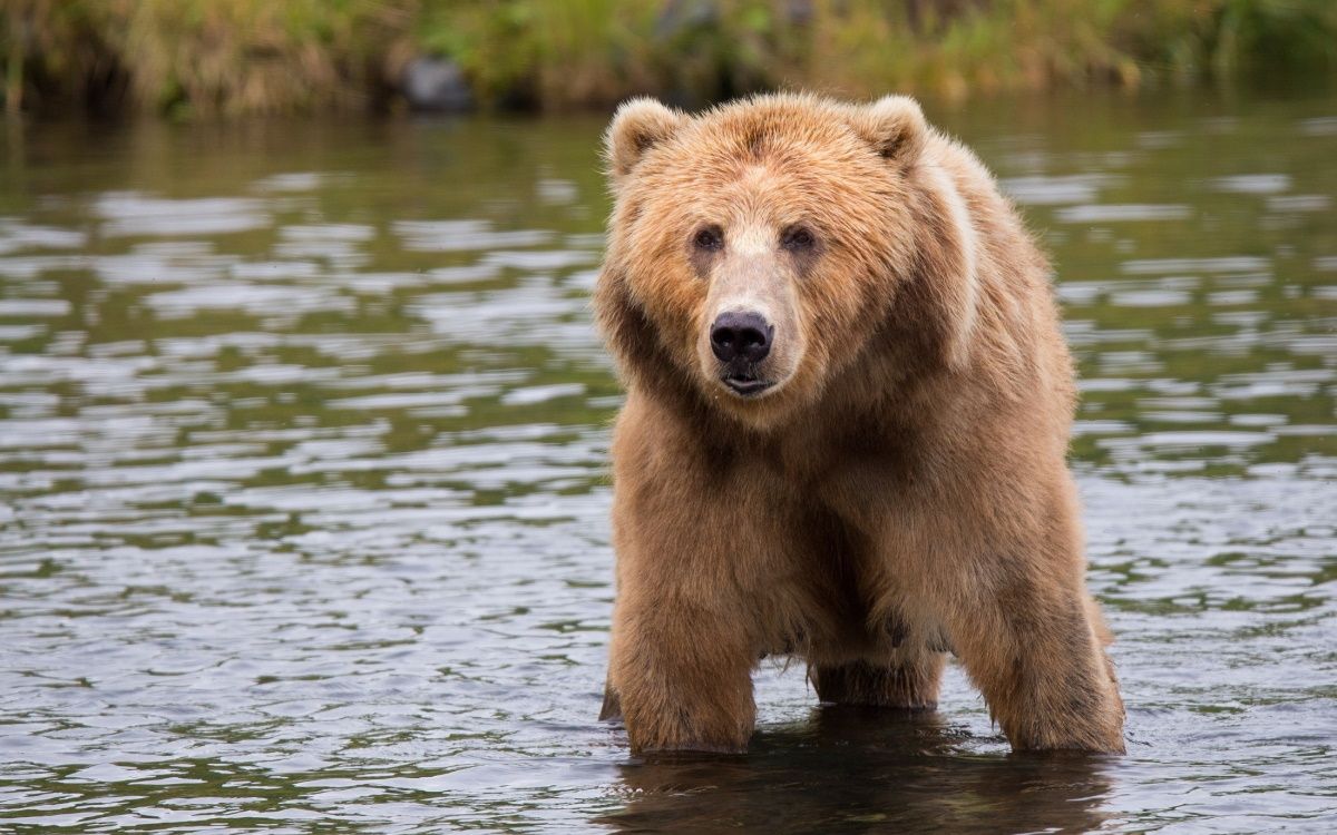 A bear on the surface of water
