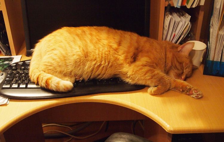 lazy cat lying on a computer keyboard
