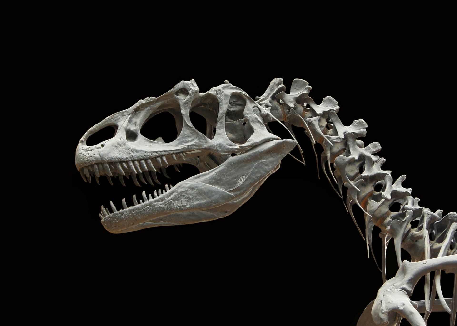 Dinosaur bones display