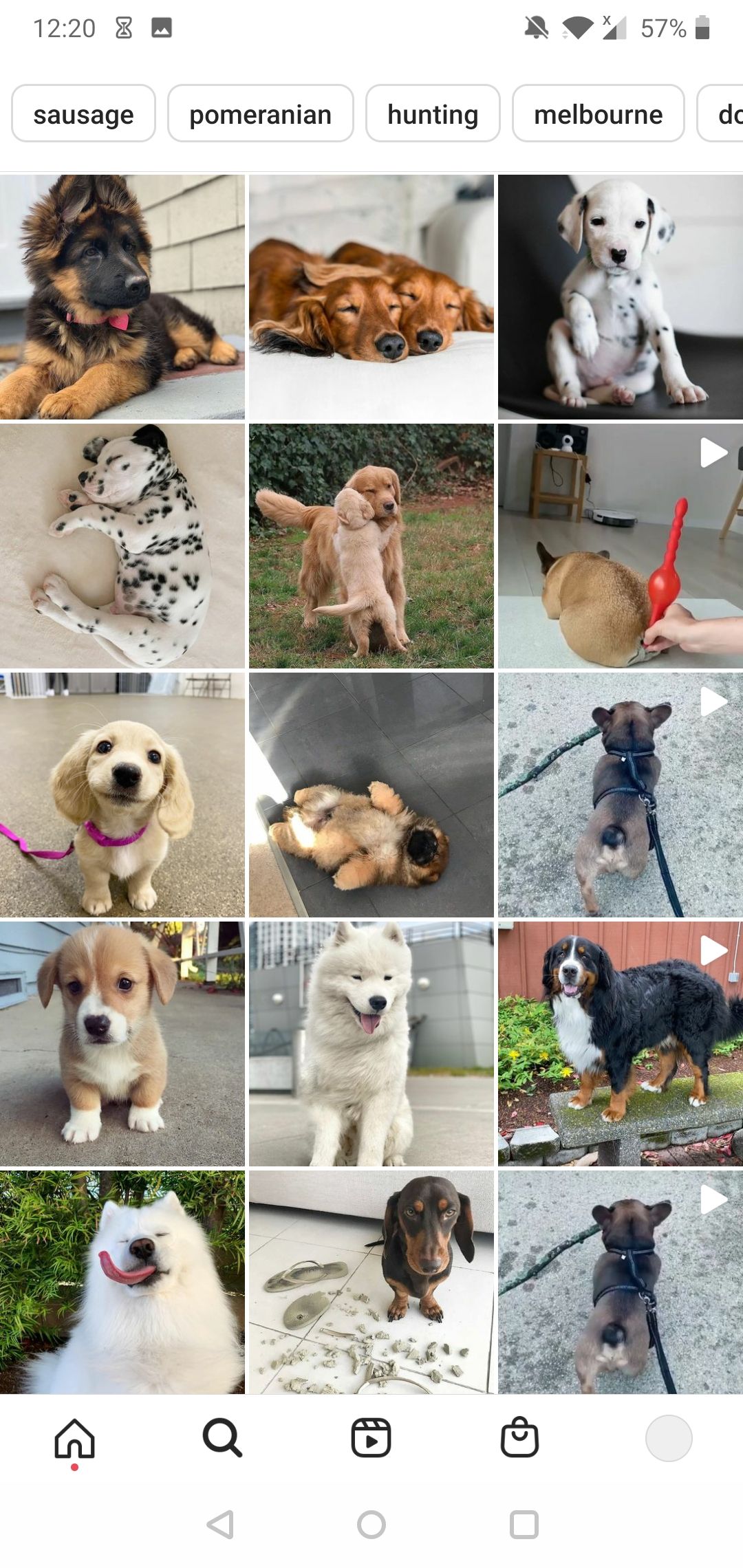 Exploring pictures of dogs on Instagram