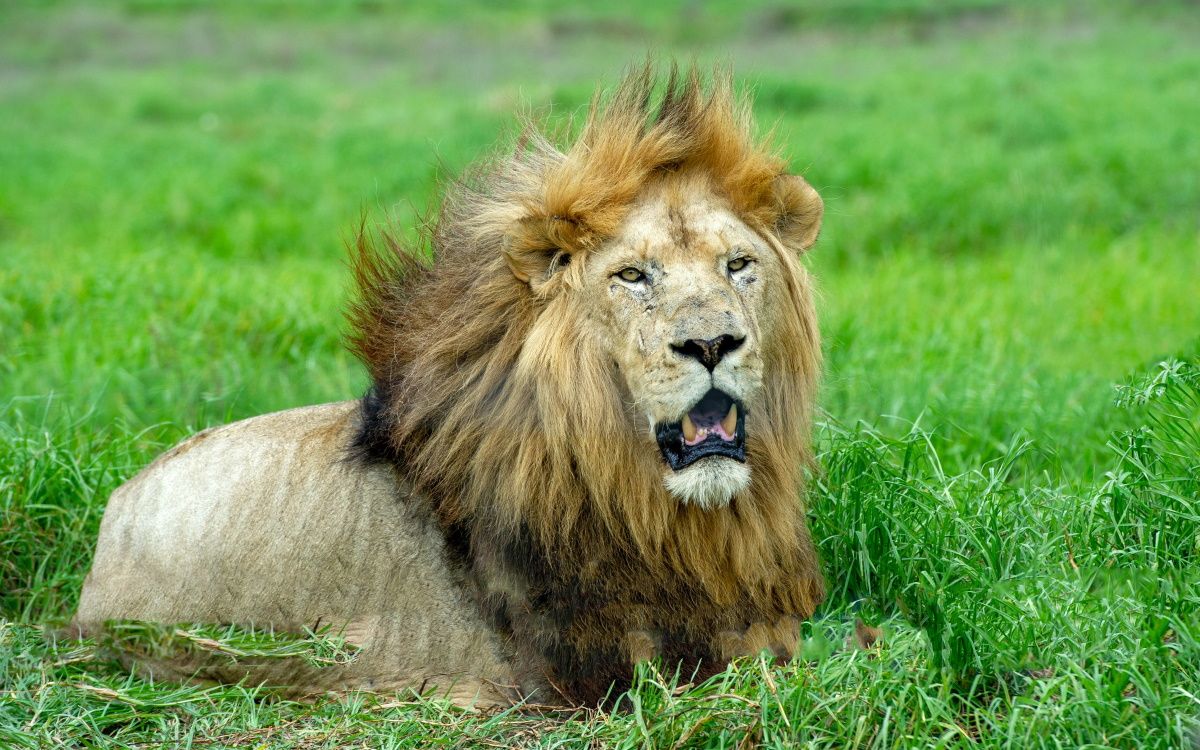A lion on grass