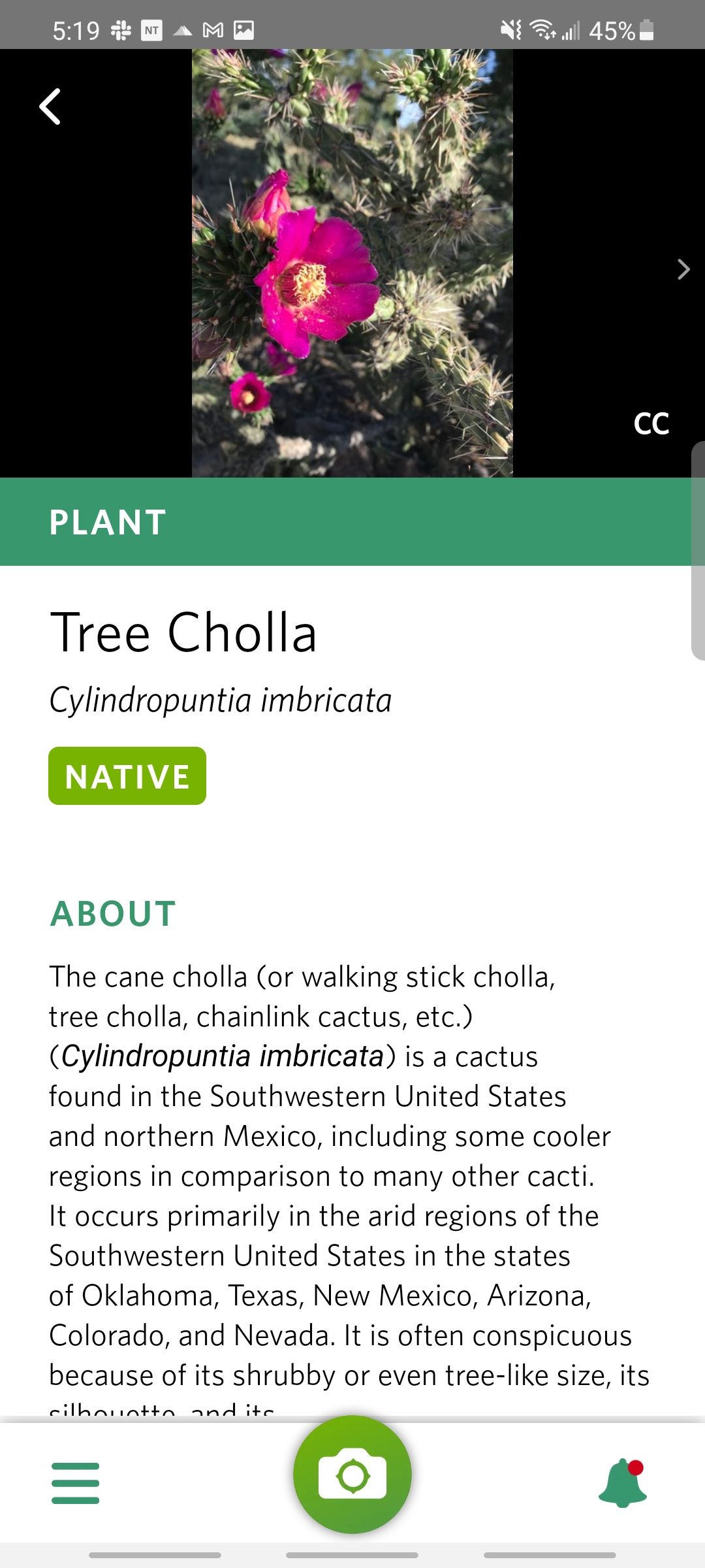seek app plant entry tree cholla