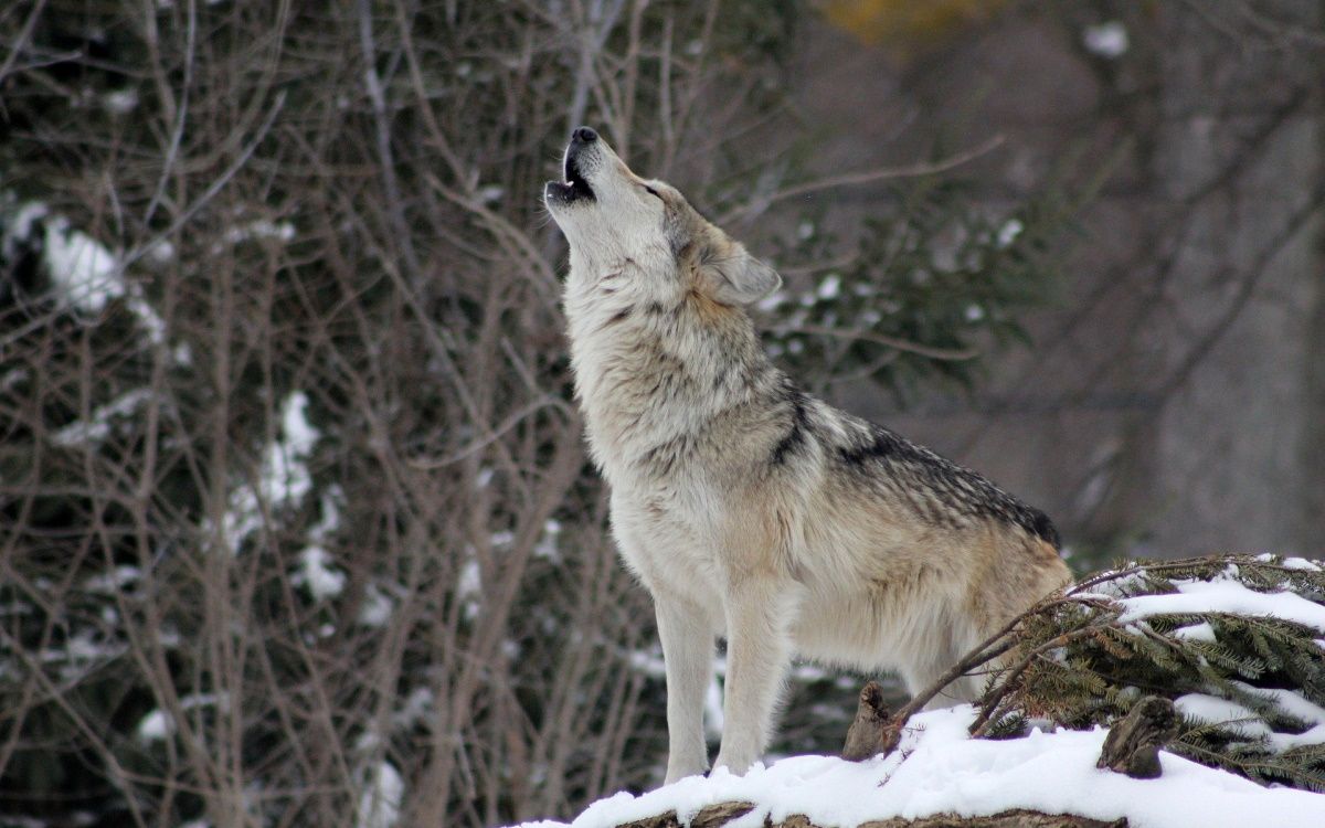 A wolf howling