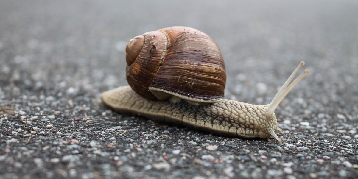 A snail moving
