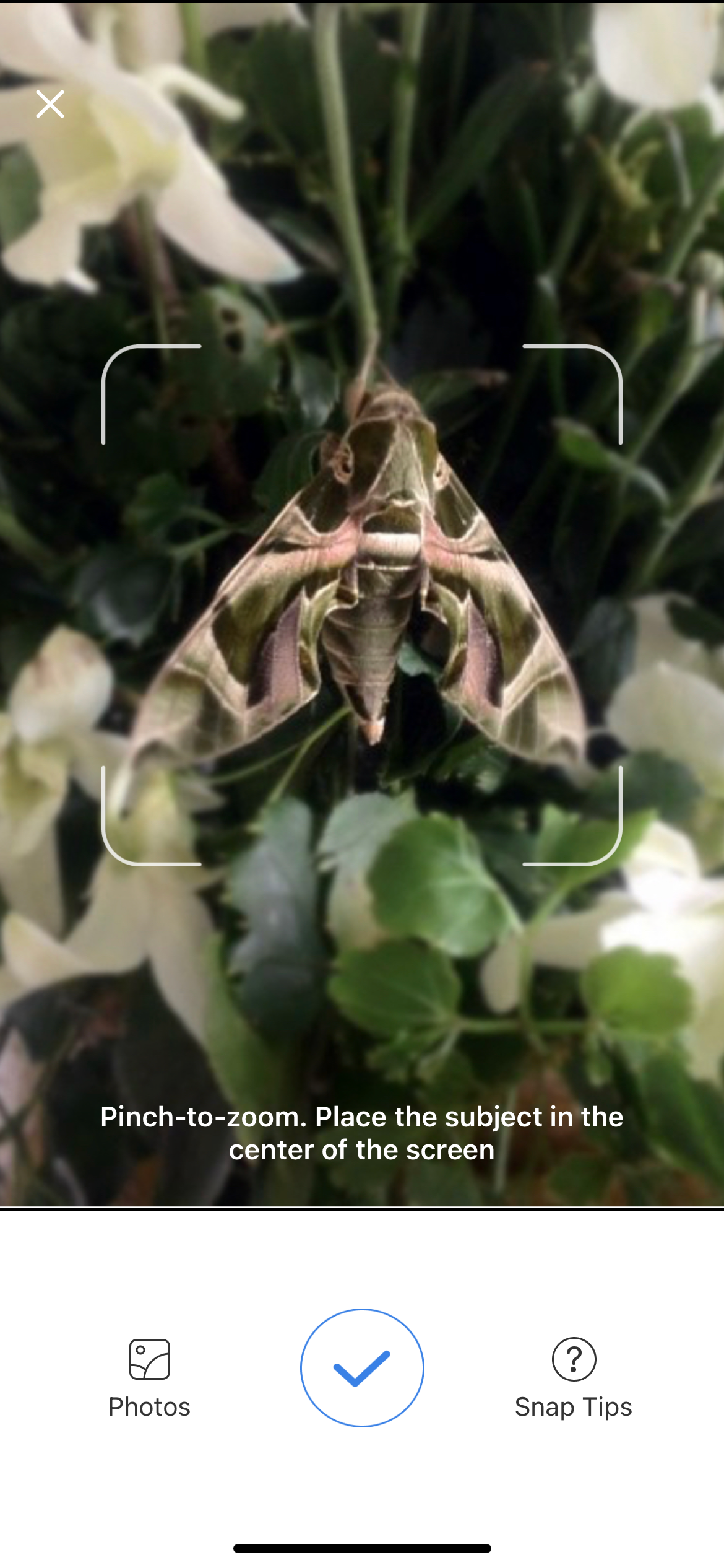 Insect Detection in Picture Insect