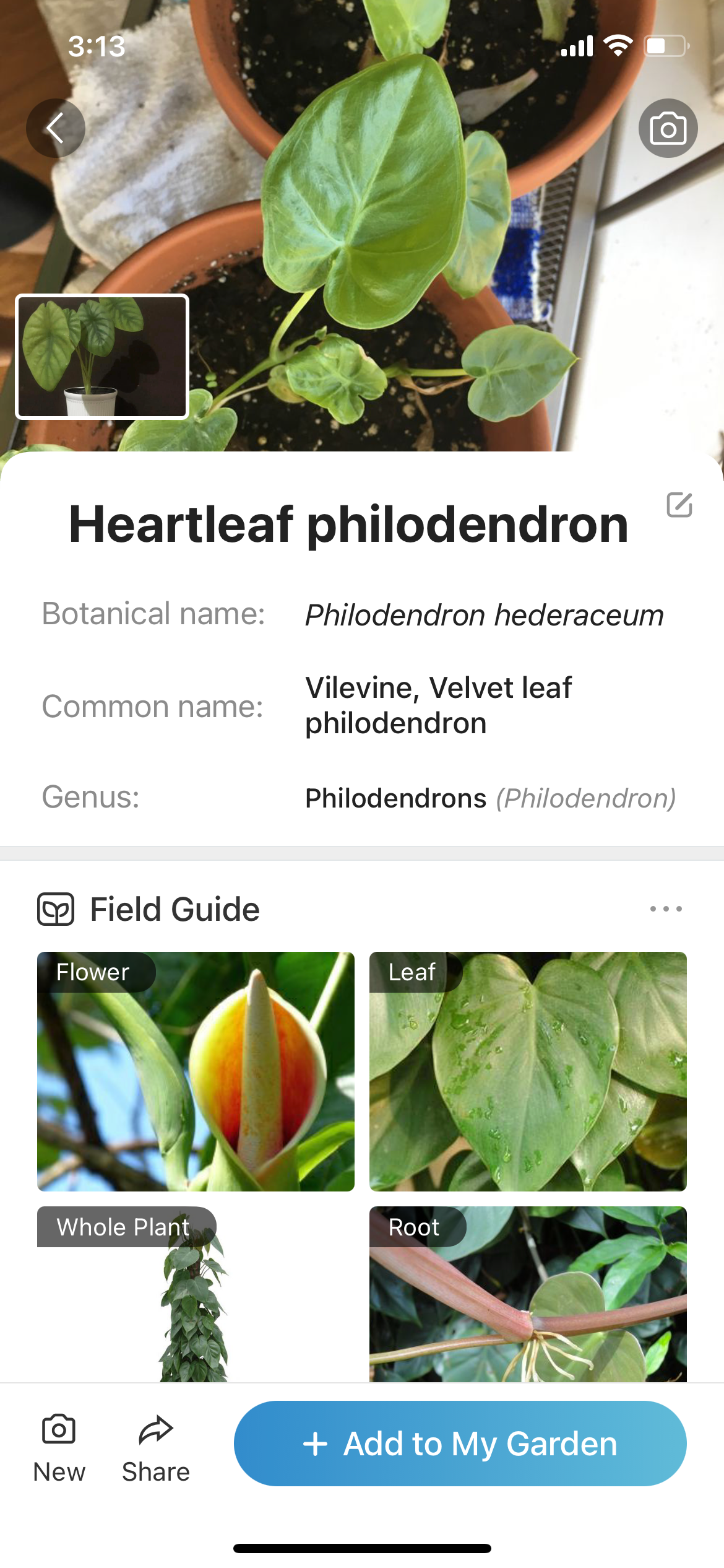 Plant Description in Picture This